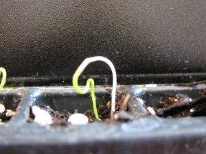 Onion Seedling 3