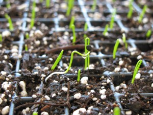 Onion Seedling 4
