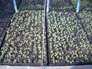 Cabbage crop seedlings