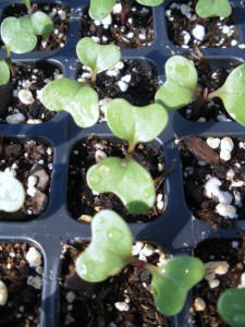 Cabbage Seedling