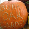 Burr Oak Pumpkin