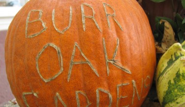 Burr Oak Pumpkin