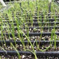 Scallions