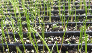 Scallions