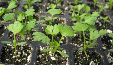 Celery