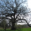 Burr Oak