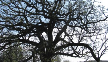 Burr Oak