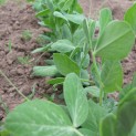 Peas!