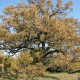 Welcome to Burr Oak Gardens!