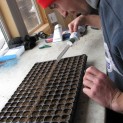 Seeding Lettuce
