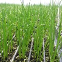 Scallions!
