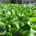 Napa Cabbage