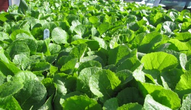 Napa Cabbage