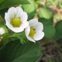 Strawberries in Bloom