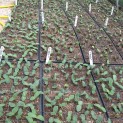 Winter Squash Just Starting to Pop