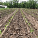 Freshly transplanted peppers
