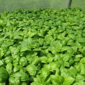 Herb Pack Basil