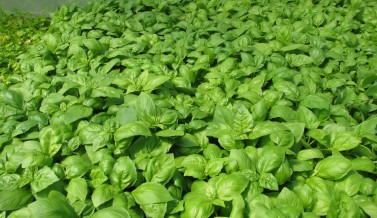 Herb Pack Basil